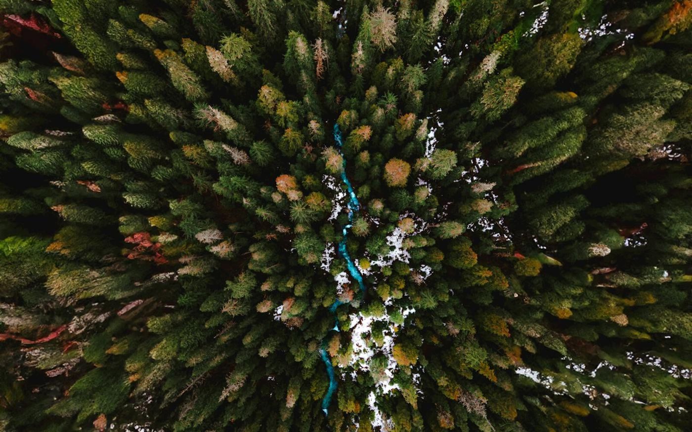 Vista aérea de floresta com curso d'água